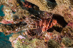 Pterois