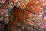 Corals