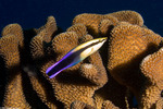 Labroides