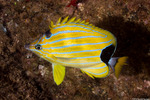 Butterflyfishes