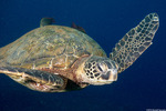 Turtles