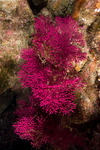 Corals