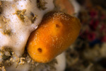 Heteroscleromorpha