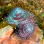 Annelida