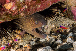 Eels and Eel-like Fishes