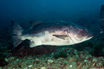 Sea Basses