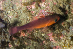 Cardinalfishes