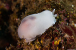 Pleurobranchoidea