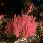 Corals
