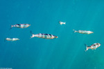 Atherinopsinae