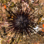 Centrostephanus