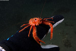 Lobsters