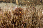Phyllochaetopterus