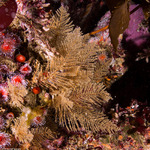 Cnidarians