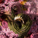 Vermetidae
