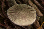 Luminacea