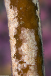 Cheilostomatida