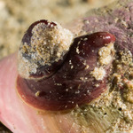 Crepidula