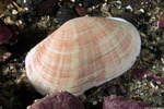 Mollusca