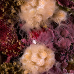 Corals