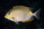 Siganus