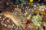Actiniaria