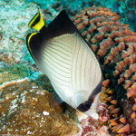 Acanthuriformes