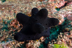 Velutinoidea