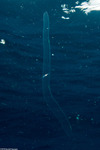 Ctenophora
