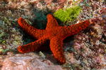 Goniasteridae