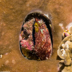 Bivalves