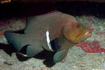 Aethaloperca