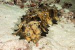 Echinodermata