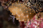 Nudibranchia