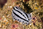 Phyllidiidae