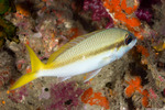 Nemipteridae
