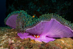 Cnidaria