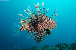 Scorpaenidae