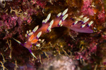 Flabellinidae