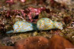 Cephalaspidea