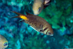 Chromis