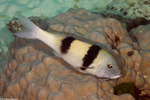 Mullidae