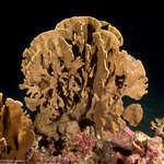 Hydrocorals