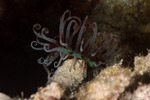 Anemones