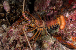 Panulirus