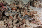 Eels and Eel-like Fishes