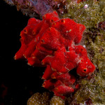 Heteroscleromorpha