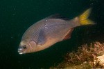 Embiotocidae