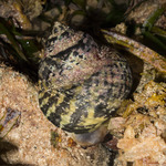 Sea Snails