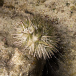 Sea Urchins